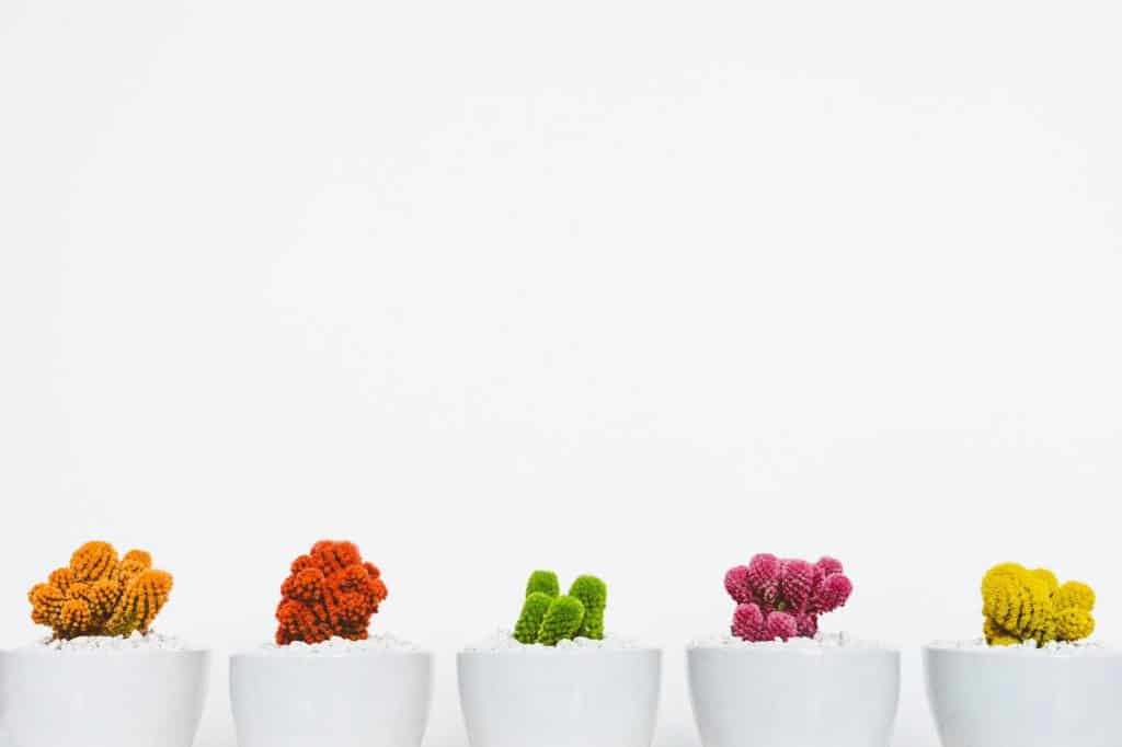 plants laid out in an aesthetically pleasing way to represent great design