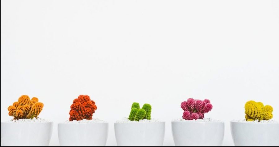 plants laid out in an aesthetically pleasing way to represent great design